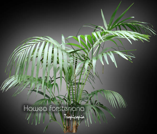 Palmier - Howea forsteriana - Palmier Kentia, Palmier du paradis - Kentia palm, Paradise palm